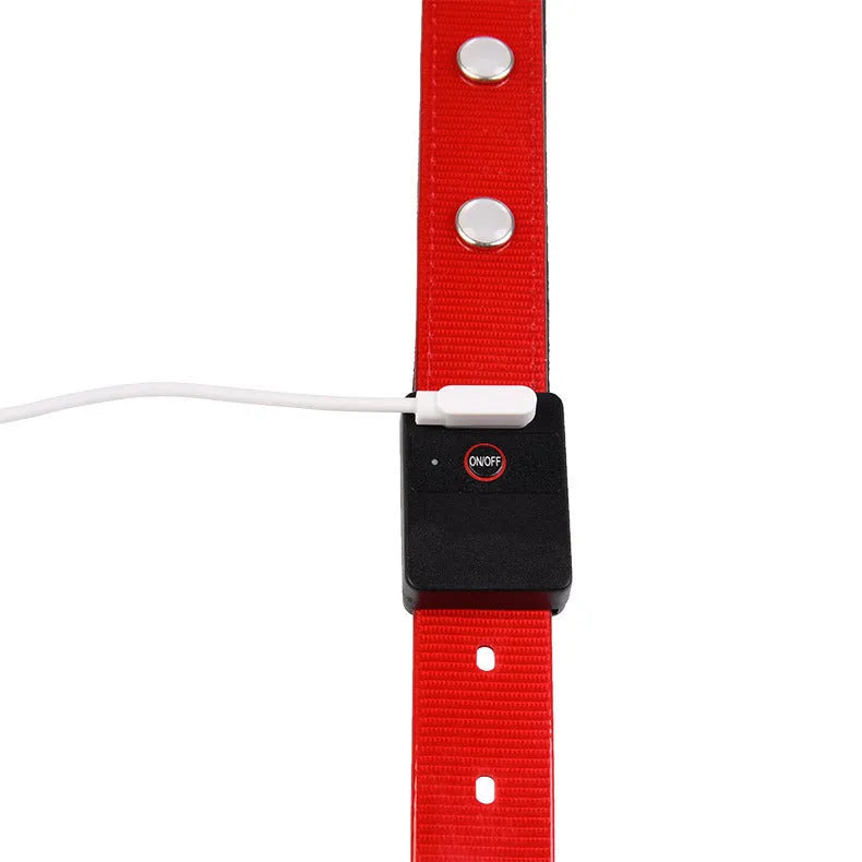 Luminous waterproof TPU dog collar in blue, adjustable free size, USB rechargeable night light