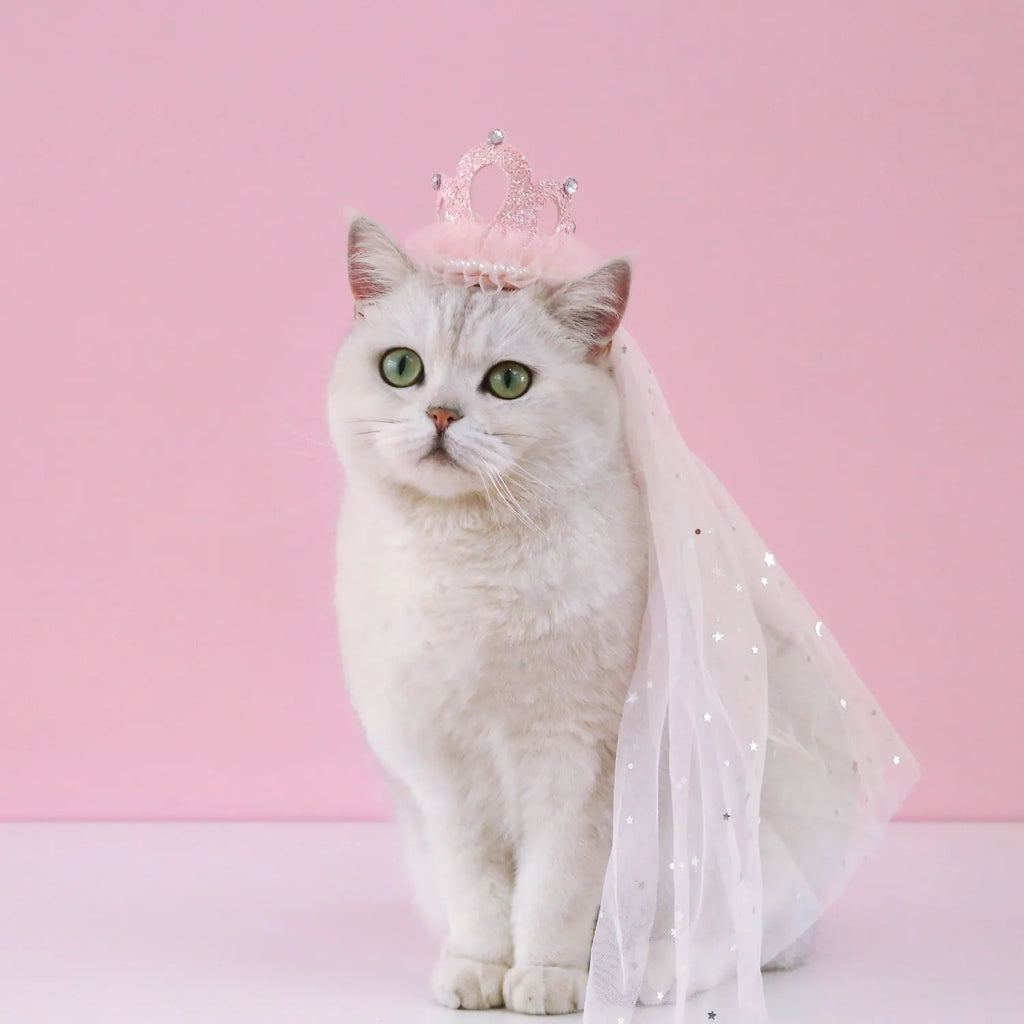 Cat wearing princess crown headdress with veil for wedding or birthday celebration
