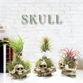 Gothic skull resin tillandsia bracket with iron base for wall mounting air plants