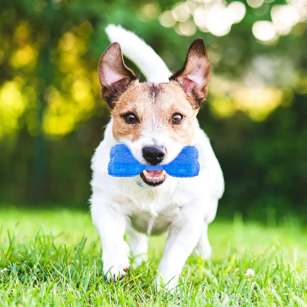 Freezable non-toxic dog cooling chew toy in bone and circle shapes.
