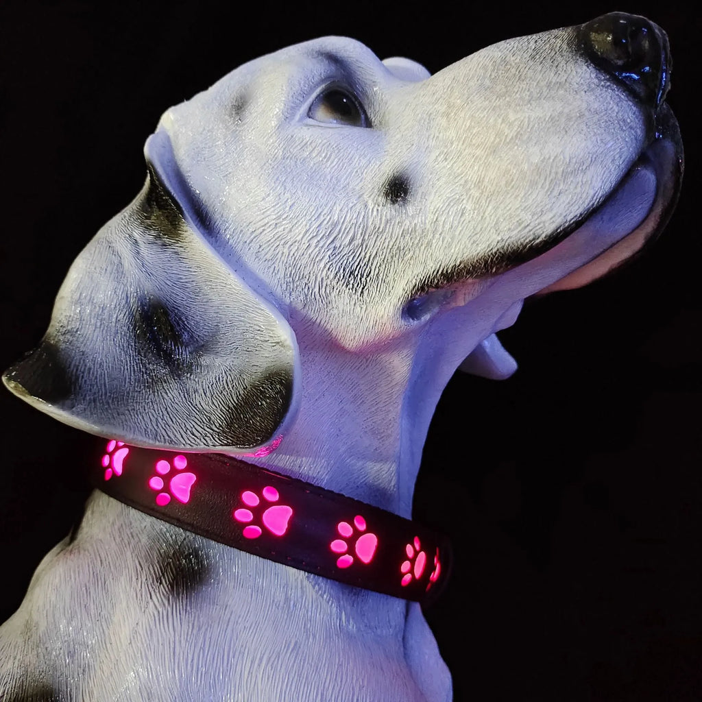 A glowing LED pet collar for cats showing multiple colours, with a USB charging cable.