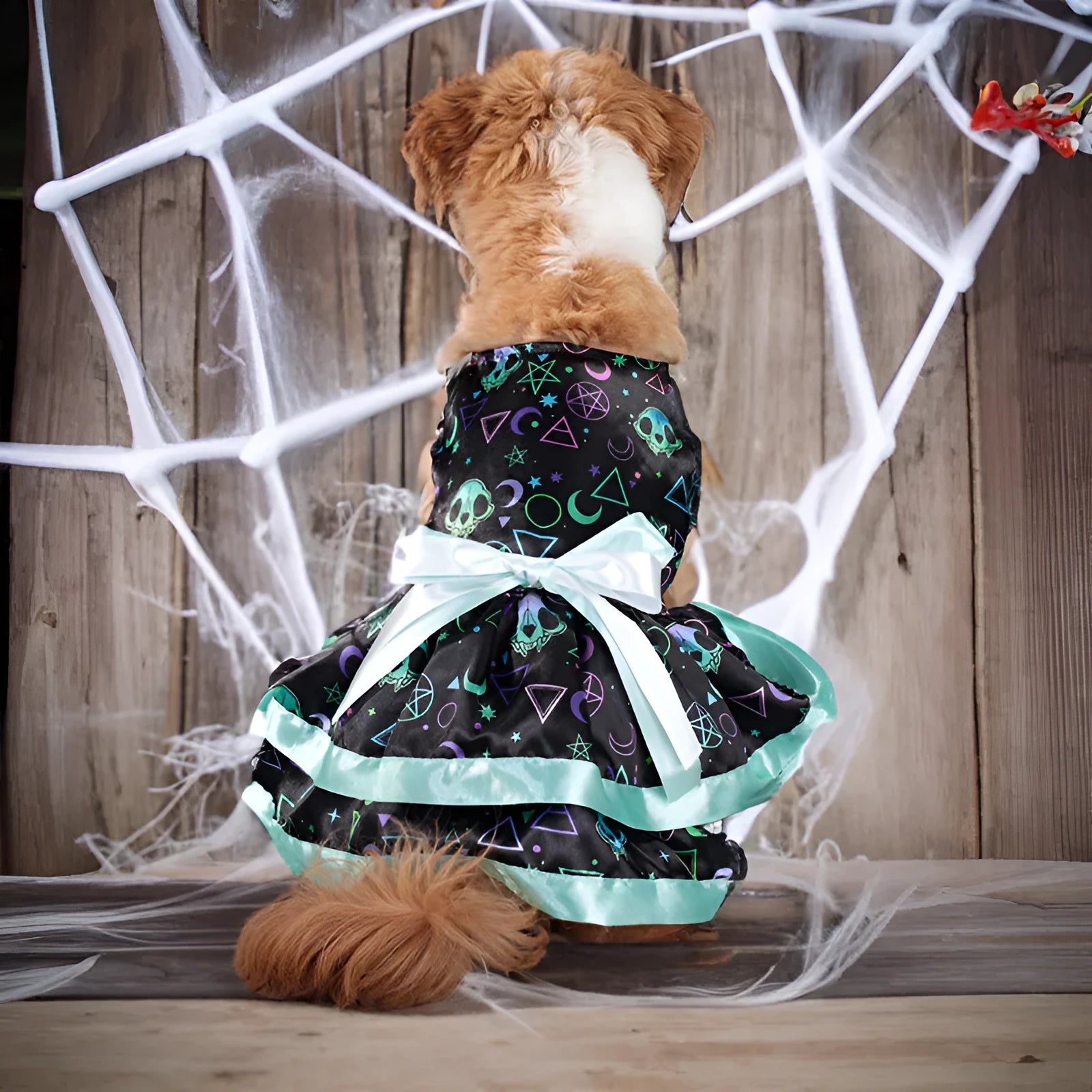 Halloween dog skirt in colourful pumpkin print, double-layer design, shown on a medium-sized dog.