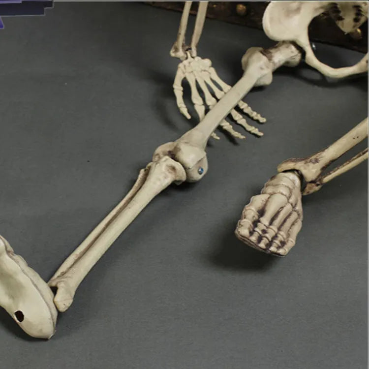 Full 170 cm tall plastic skeleton prop with detailed bones and skull on white background.