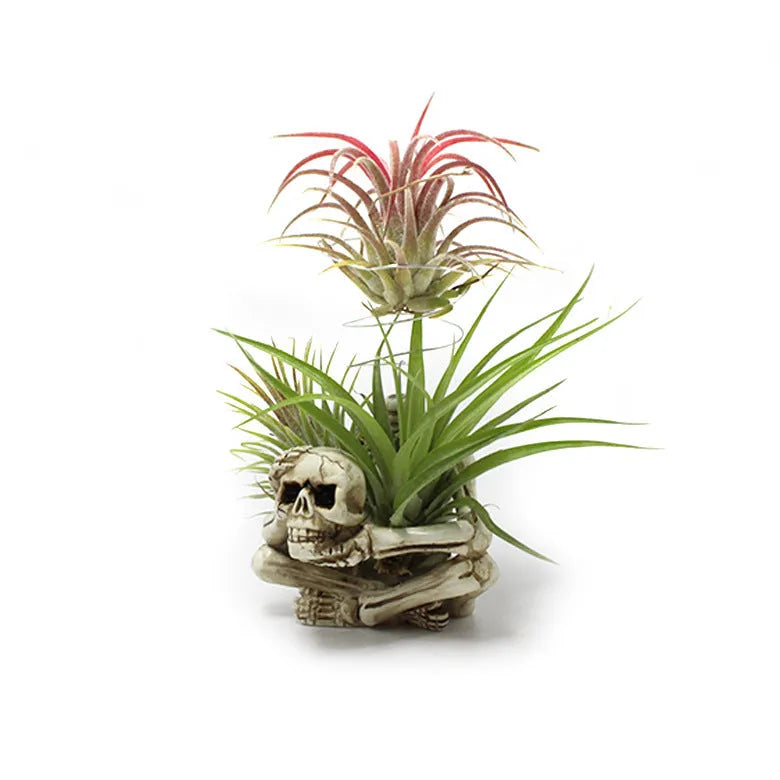 Gothic skull resin tillandsia bracket with iron base for wall mounting air plants