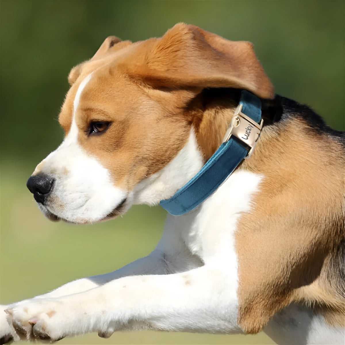 Polyester dog collar with engraved lettering in monochrome colour, available in sizes S M L