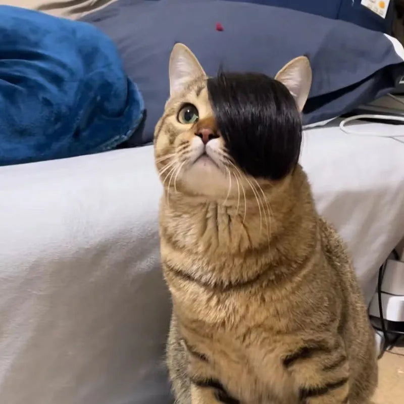 Black imitation braid cat wig for pet dress up and costumes