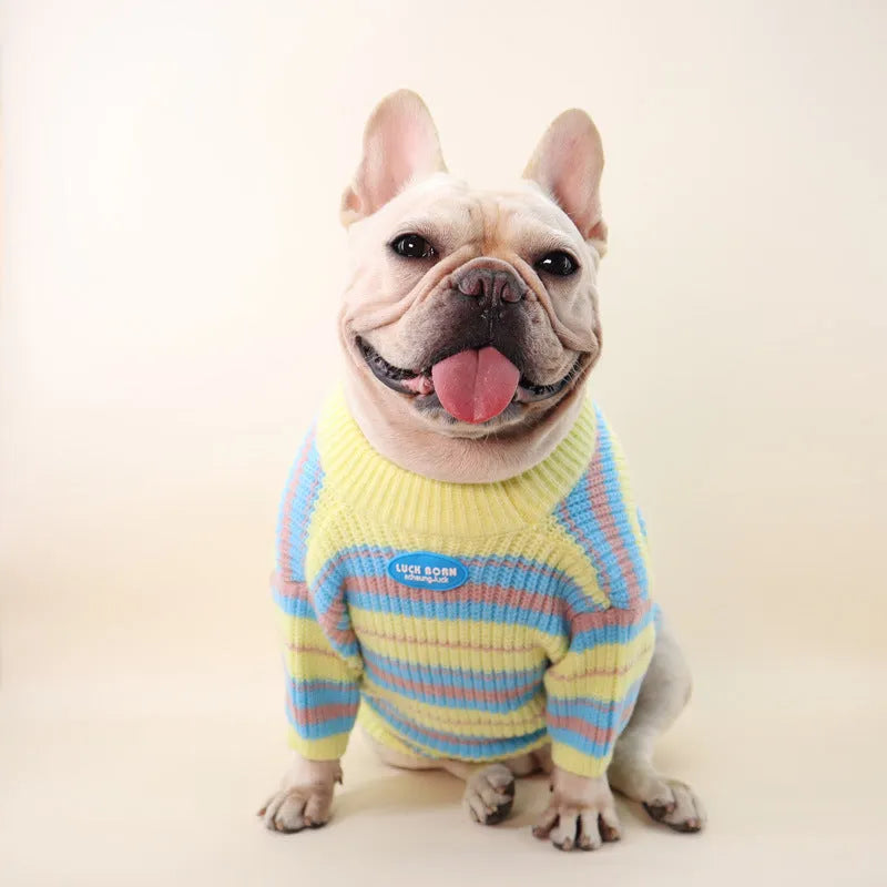 Blue and yellow striped wool sweater for a small dog on a white background