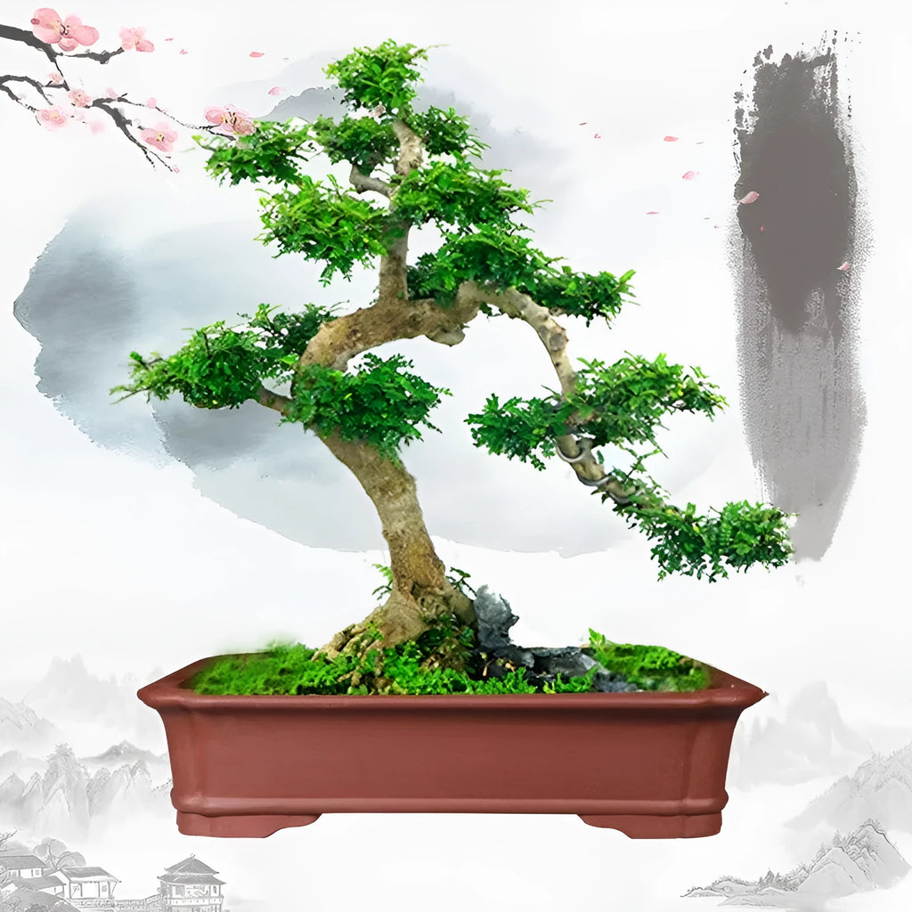 Handmade purple clay rectangular bonsai pot showing three size options for indoor plant display