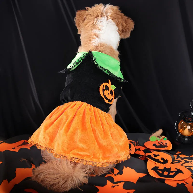 Small dog wearing a crystal velvet Halloween pumpkin skirt costume next to a Halloween sweater pet outfit.