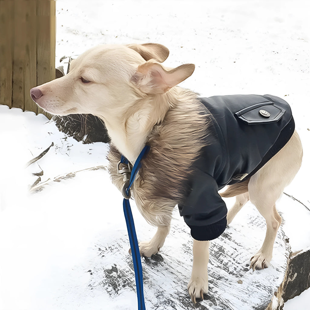 British-style leather dog coat with fur-trimmed collar in black or wine red colour