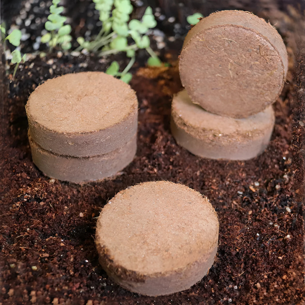 Assorted sizes of dry, round, brown compressed nutrient soil blocks for vegetable planting and seedlings.