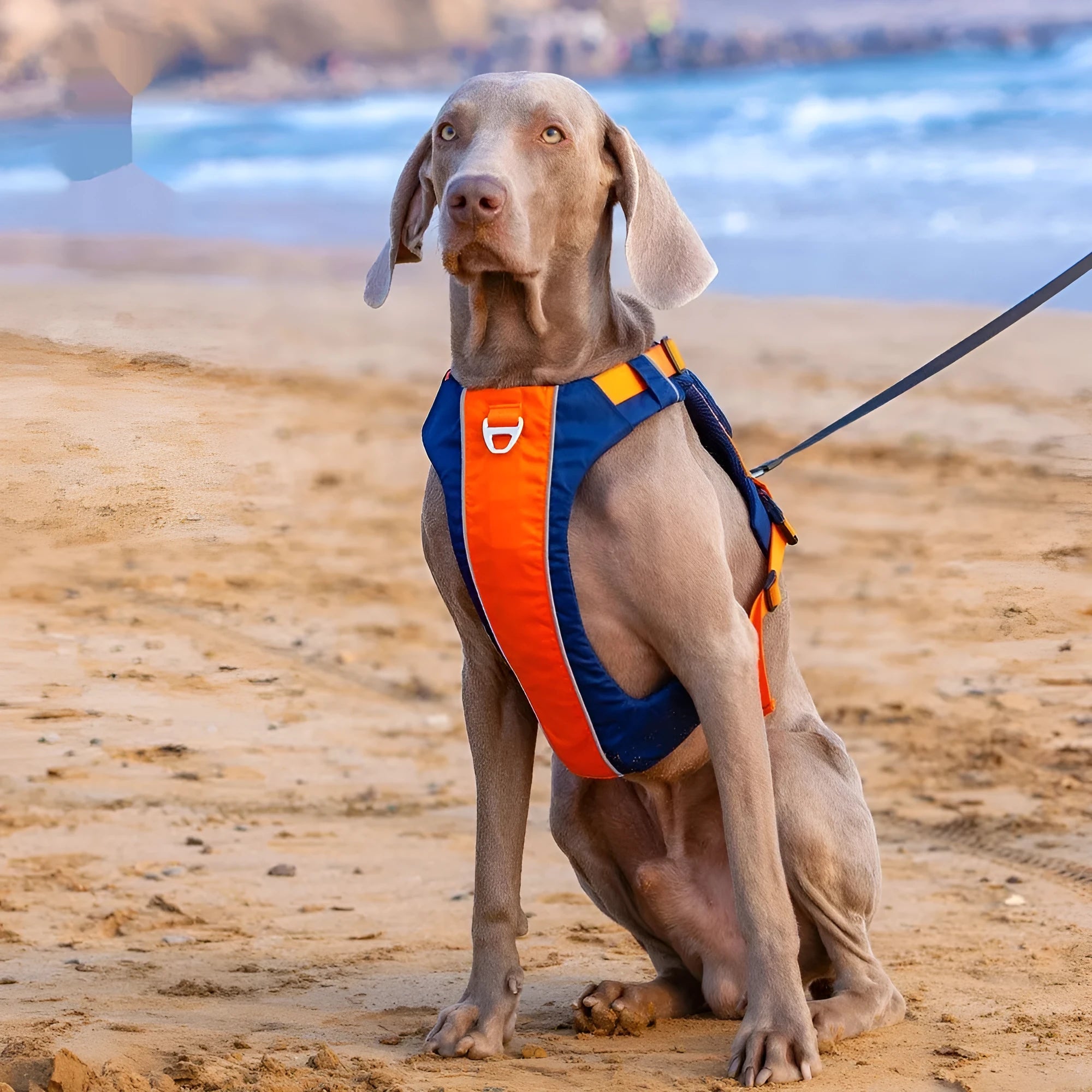 Orange blue nylon dog vest harness with hand rope attachment showing chest strap design