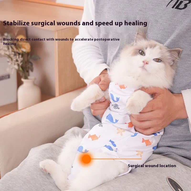 Grey cat wearing a light blue adjustable velcro recovery suit after sterilisation surgery.