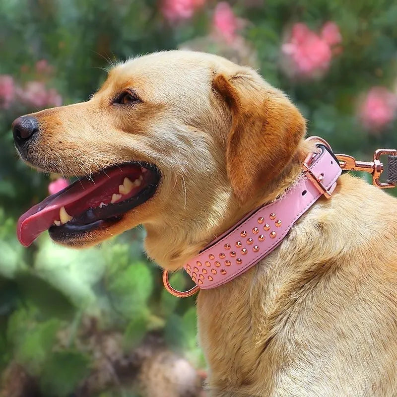 Brown leather dog collar with silver metal rivets on a black background.