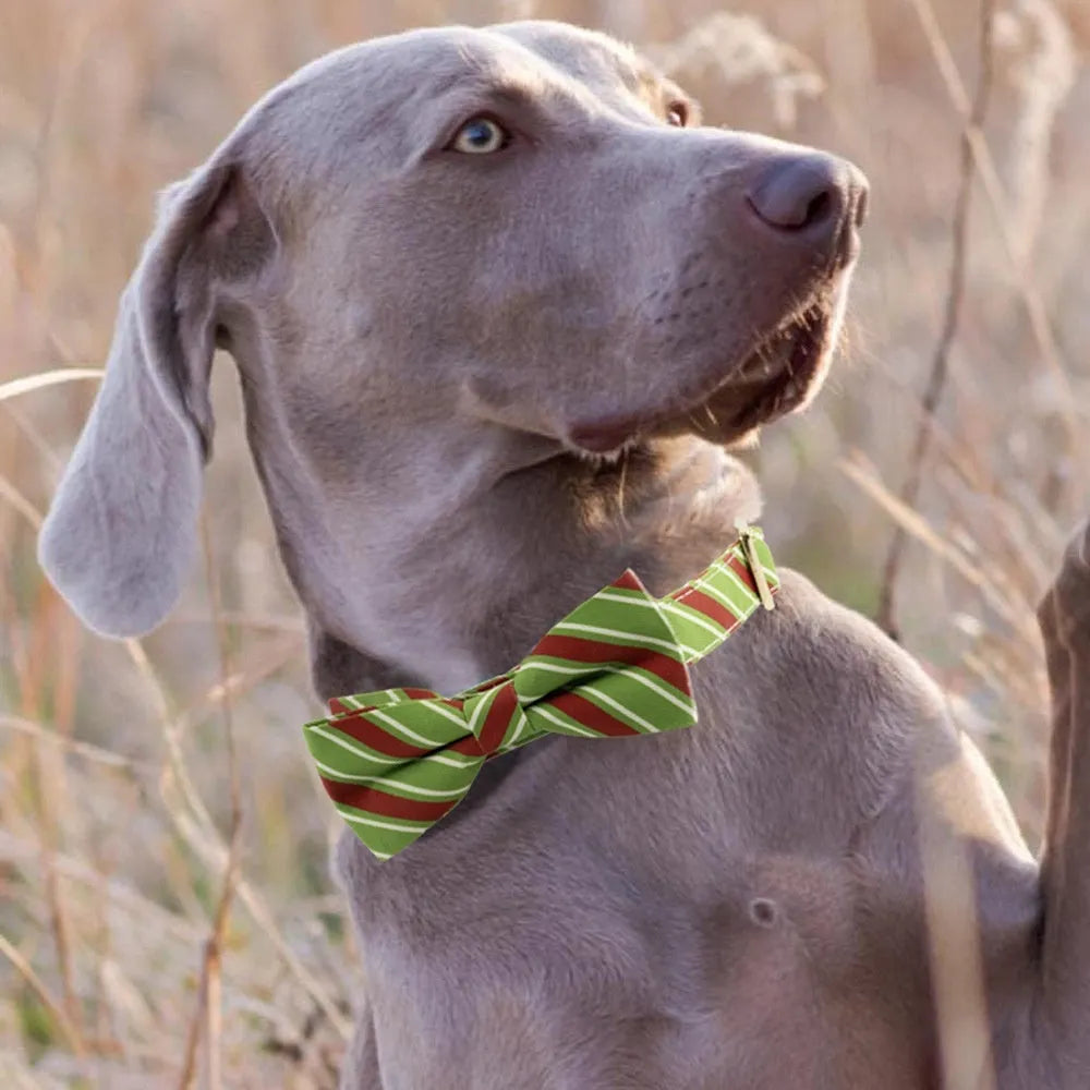 Striped polyester dog collar with engraving space and removable bow in green or red