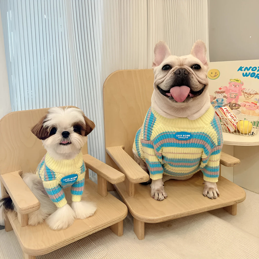 Blue and yellow striped wool sweater for a small dog on a white background