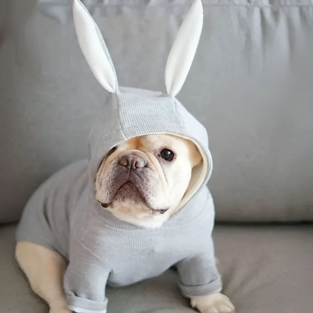 Small dog wearing grey knitted wool sweater with rabbit ears costume on hood