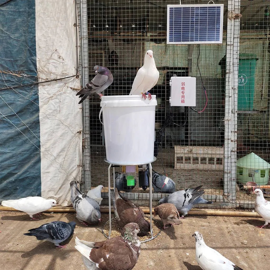 Solar panel automatic animal feeding machine with timer for chickens and ducks.
