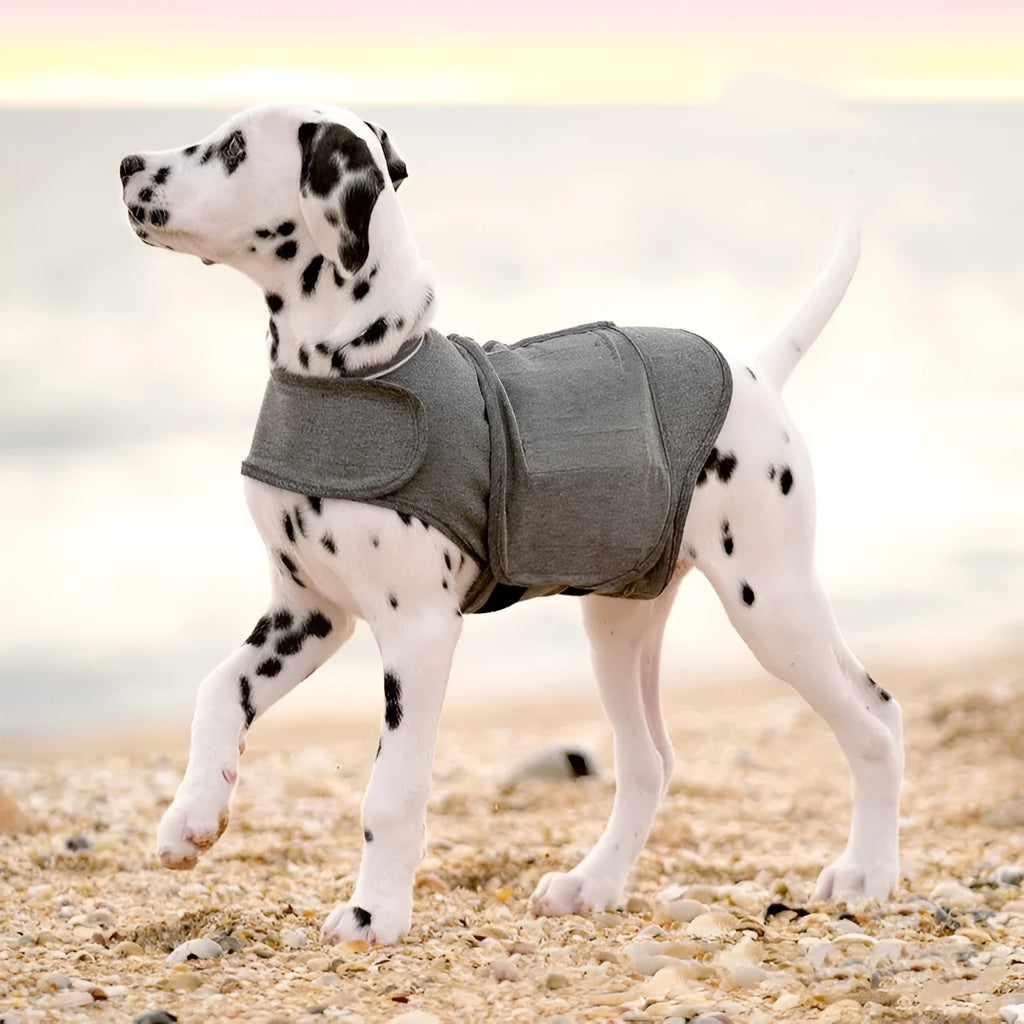 Heather gray dog anxiety jacket vest on a mannequin, showing its close-fitting design.