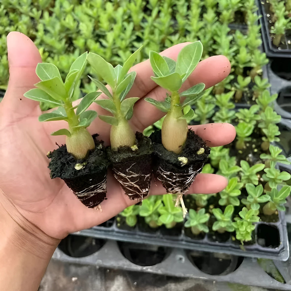 Bare root Desert Rose plant seedlings and a larger seeding on a plain background.