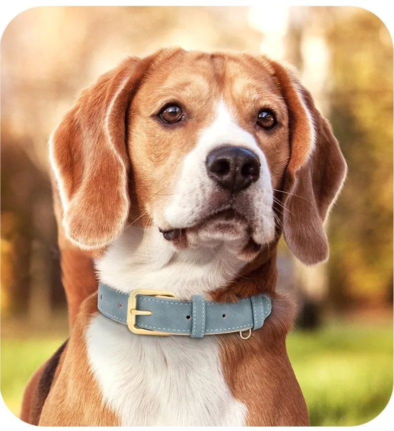 A double-layer leather dog collar with mohair detail and a matching lead, shown in blue, brown, and rose red.