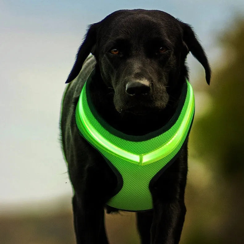 LED luminous dog harness with USB charging, mesh fabric, blue colour, size M, showing front view with battery box and plastic buckle