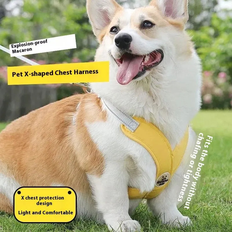 Blue dog vest with an integrated hand-holding rope leash, shown on a medium-sized dog.