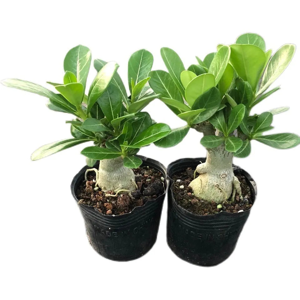 Bare root Desert Rose plant seedlings and a larger seeding on a plain background.