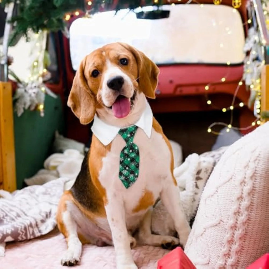 Christmas dog necktie with red plaid snowflake pattern on a small dog for festive wear