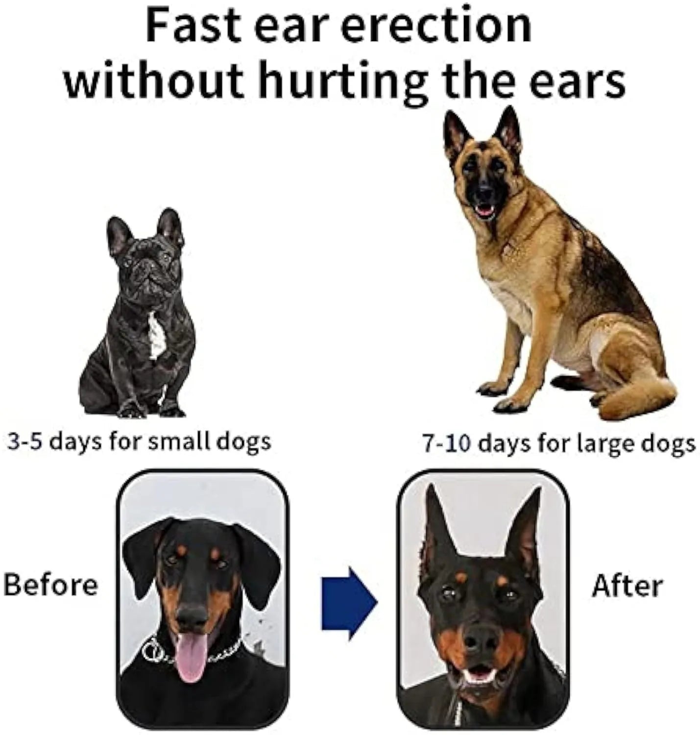 Pack of dog ear support stickers in various sizes for Doberman, Corgi, and Sheltie puppies