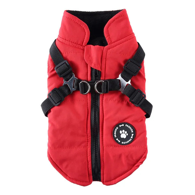 Dog wearing chest strap jacket with cotton padding in blue colour