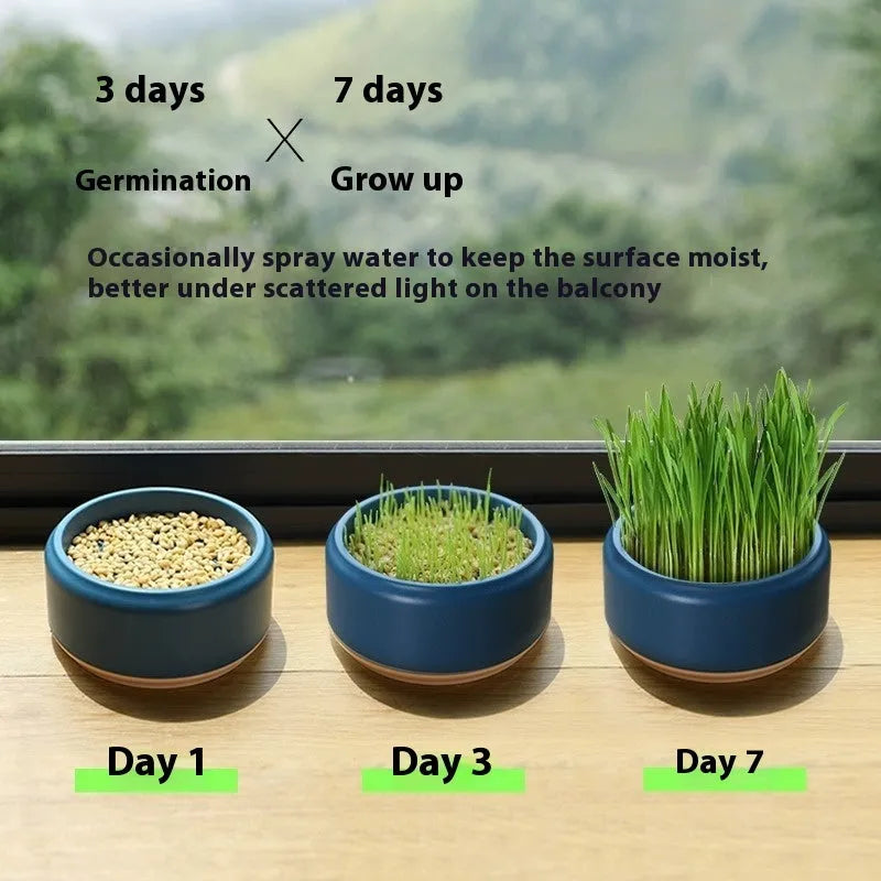 Blue, green, and yellow hydroponic cat grass growing cups with packets of seeds.