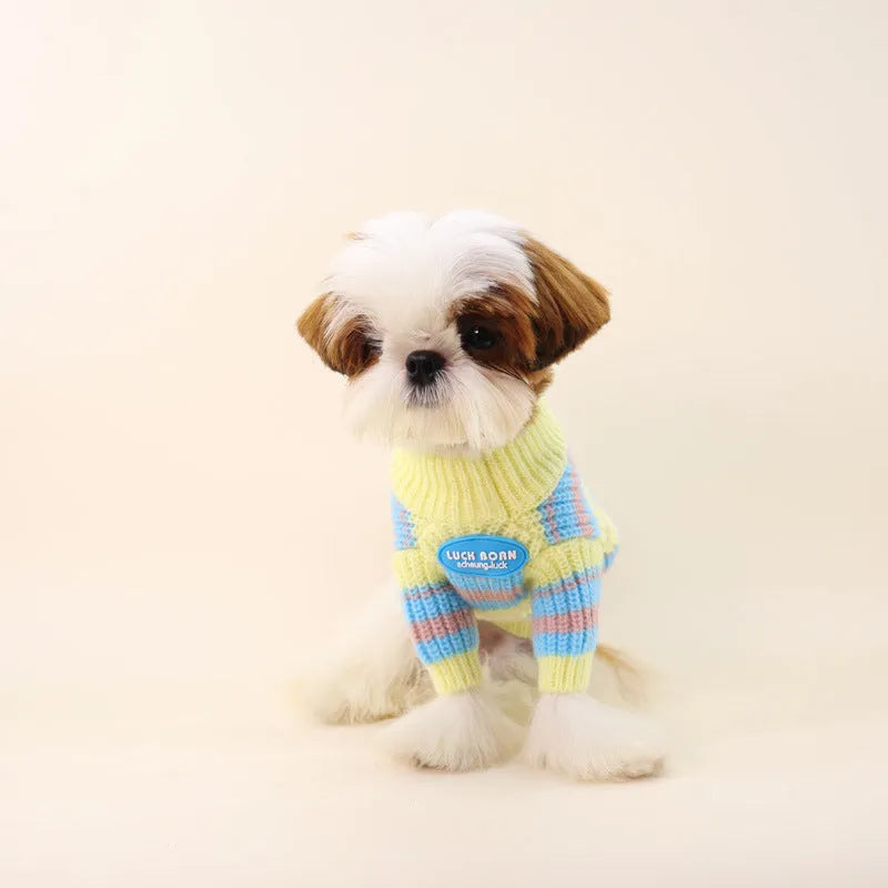 Blue and yellow striped wool sweater for a small dog on a white background