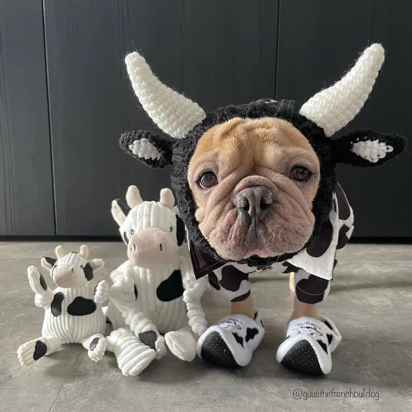 Black cow patterned thermal windproof knitted bull dog hat on a small dog standing outdoors in autumn.