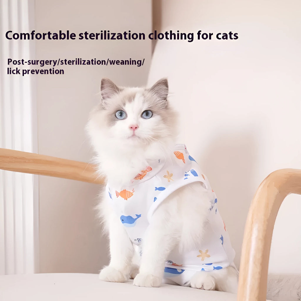 Grey cat wearing a light blue adjustable velcro recovery suit after sterilisation surgery.