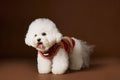 Rainbow variegated stripes sleeveless sweater vest for dogs in blue and red colours.