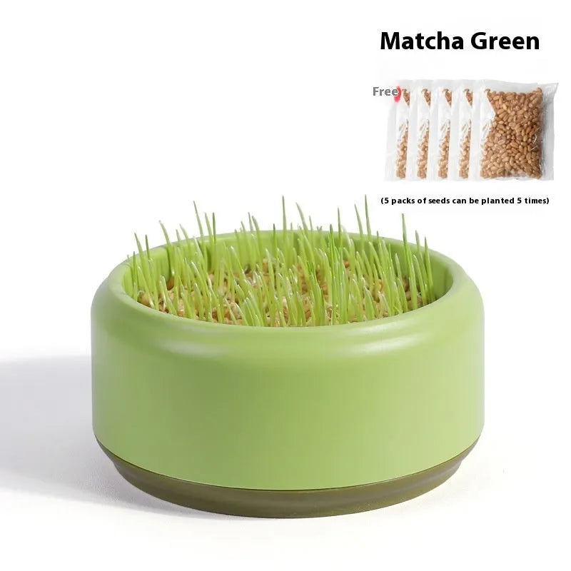 Blue, green, and yellow hydroponic cat grass growing cups with packets of seeds.