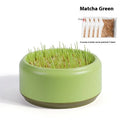 Blue, green, and yellow hydroponic cat grass growing cups with packets of seeds.