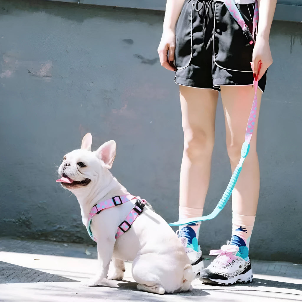 X-type pet traction walking dog chest strap made from nylon, available in multiple colours and sizes S M L